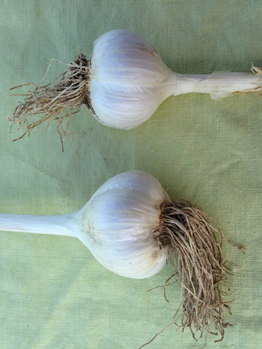 Organic Northern White