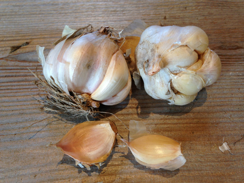 Seed Garlic Perfect for Planting sold by the bulb