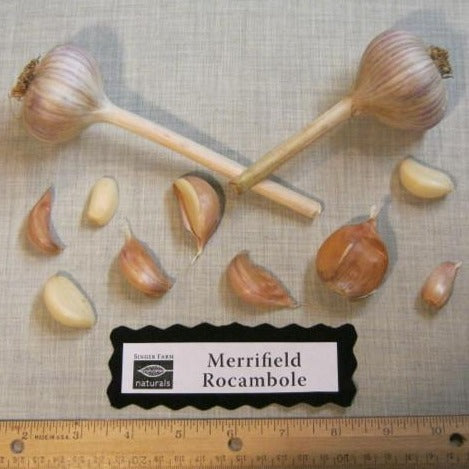 Organic Merrifield Rocambole 