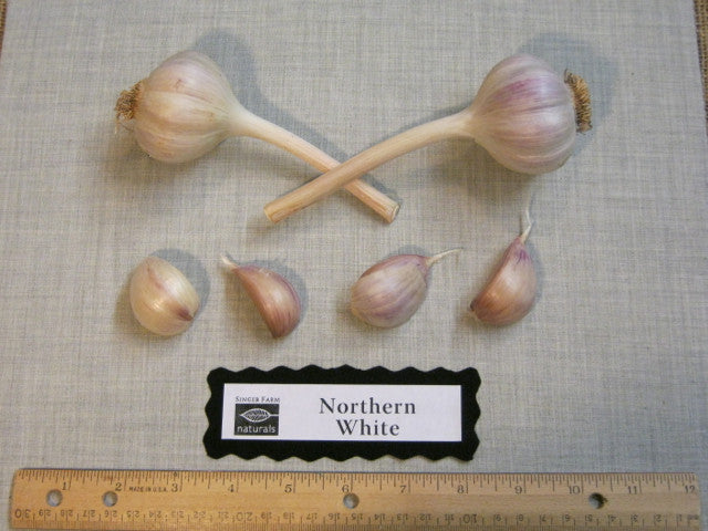 Organic Northern White