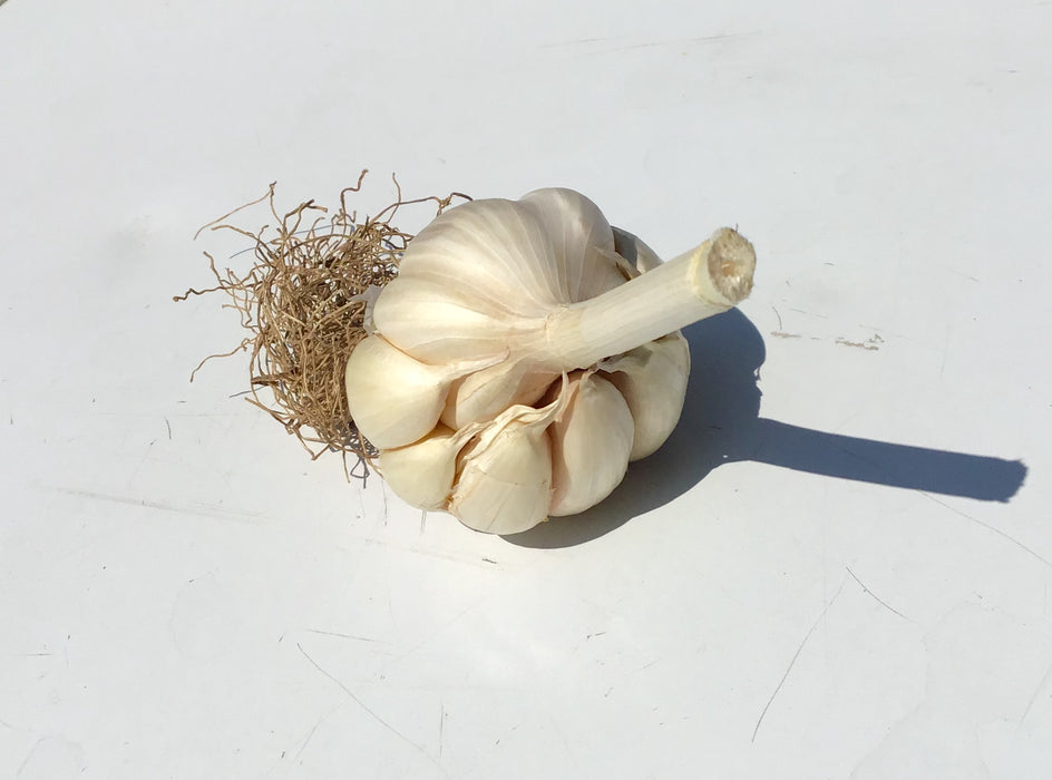 Seed Garlic Perfect for Planting sold by the bulb