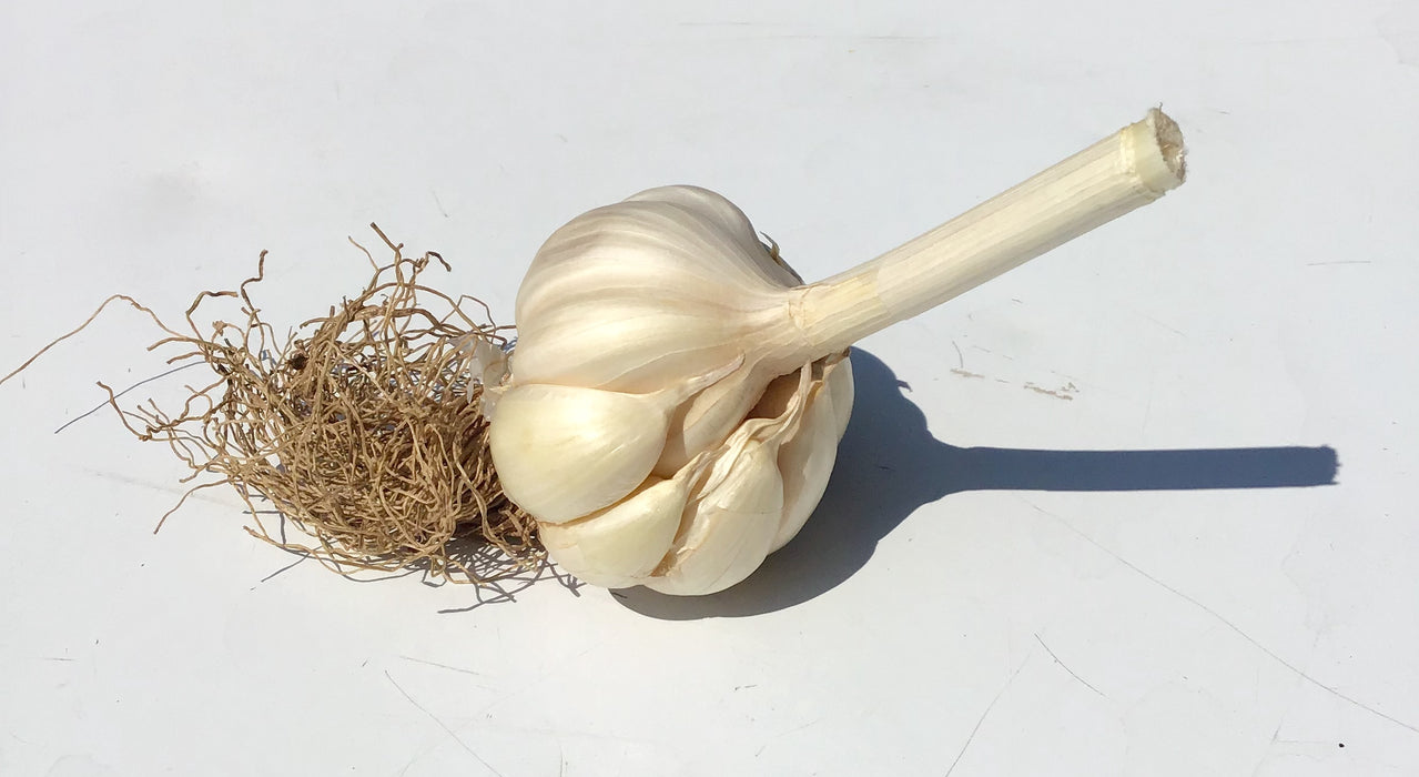 Seed Garlic Perfect for Planting sold by the bulb