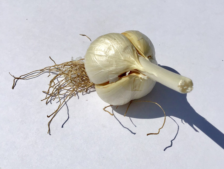 Organic Northern White