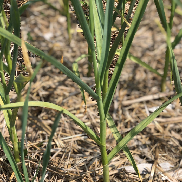 Seed Garlic Perfect for Planting sold by the bulb